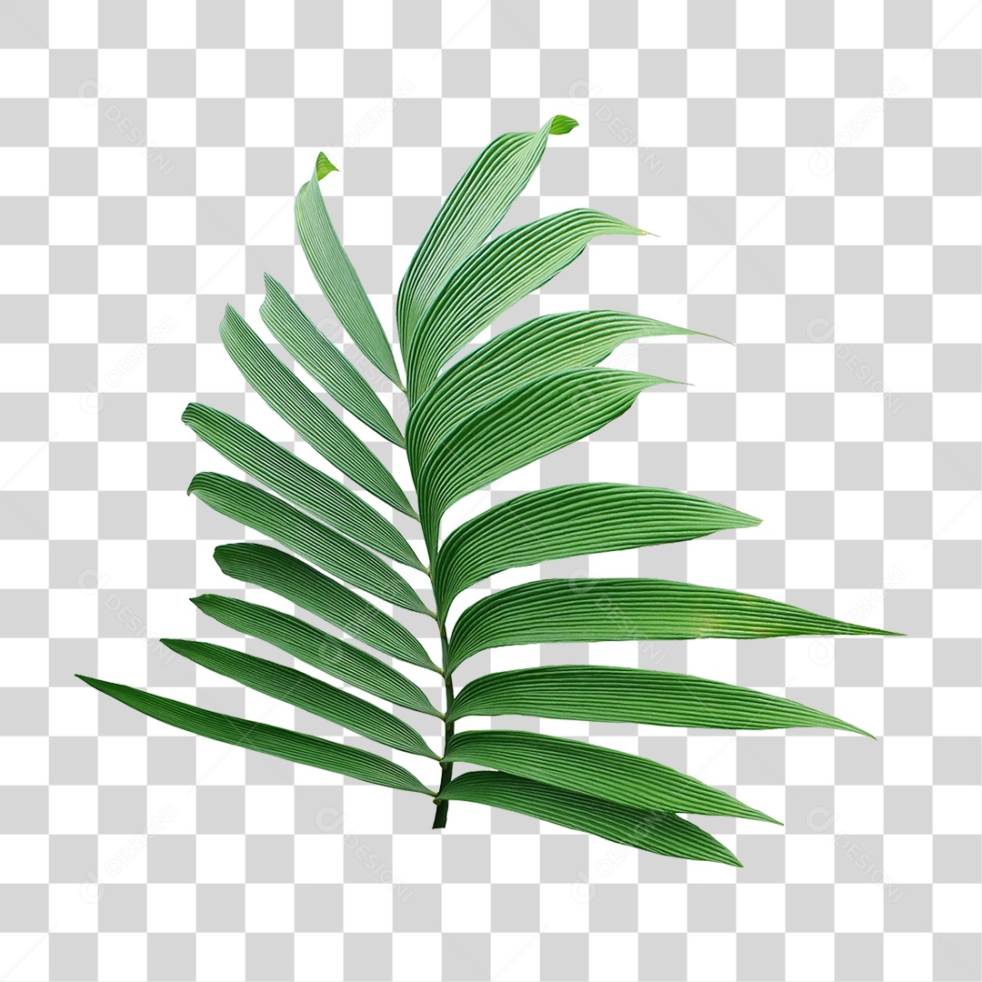 Planta Verde PNG Transparente