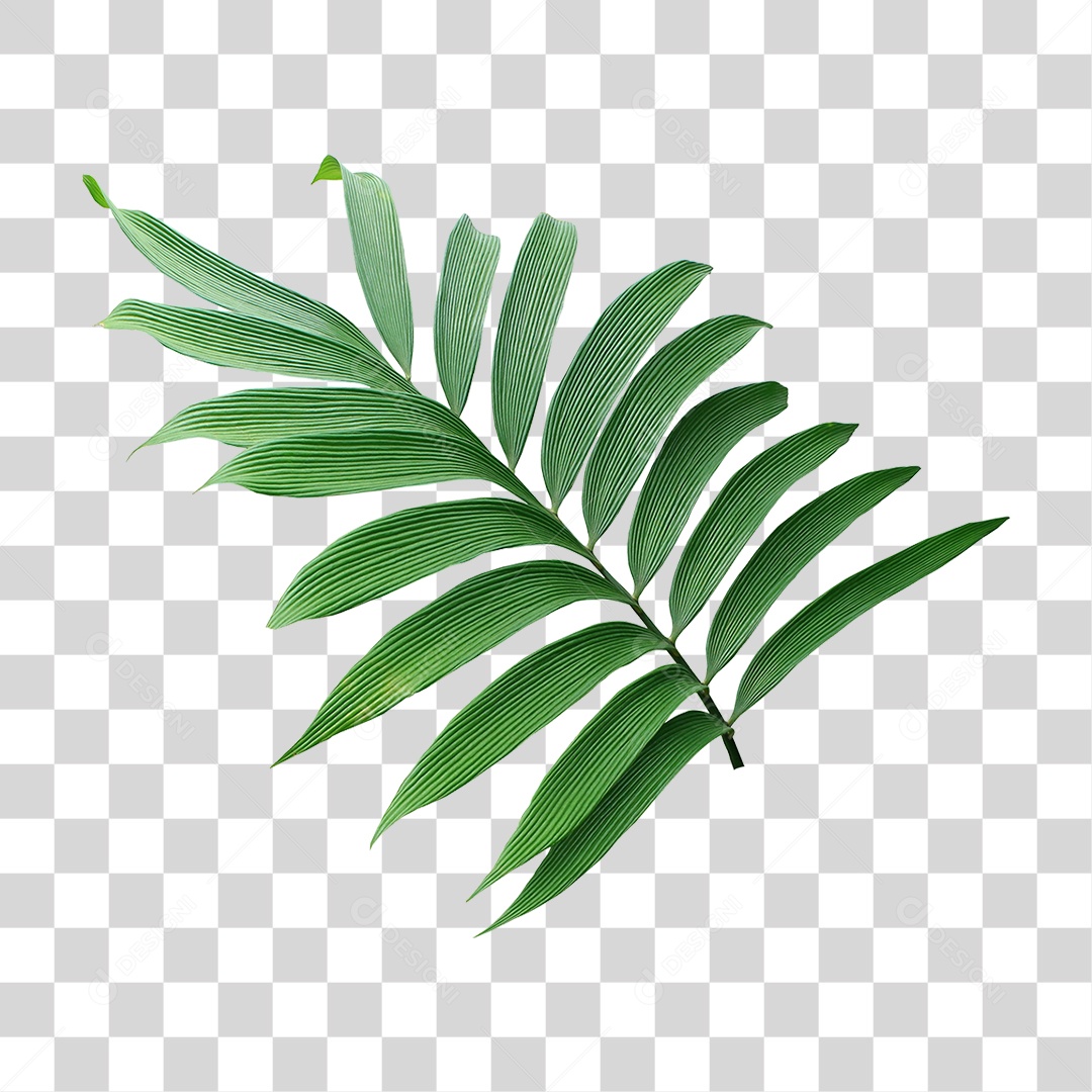 Planta Verde PNG Transparente