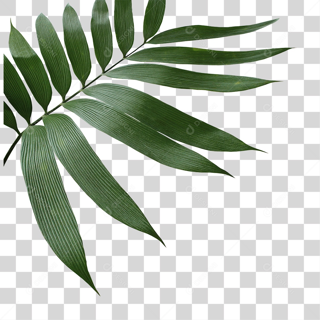 Planta Verde PNG Transparente