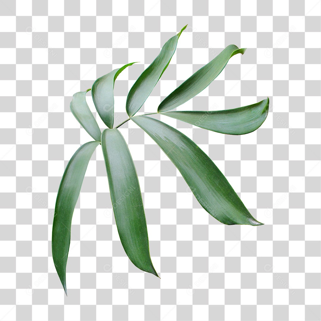 Planta Verde PNG Transparente