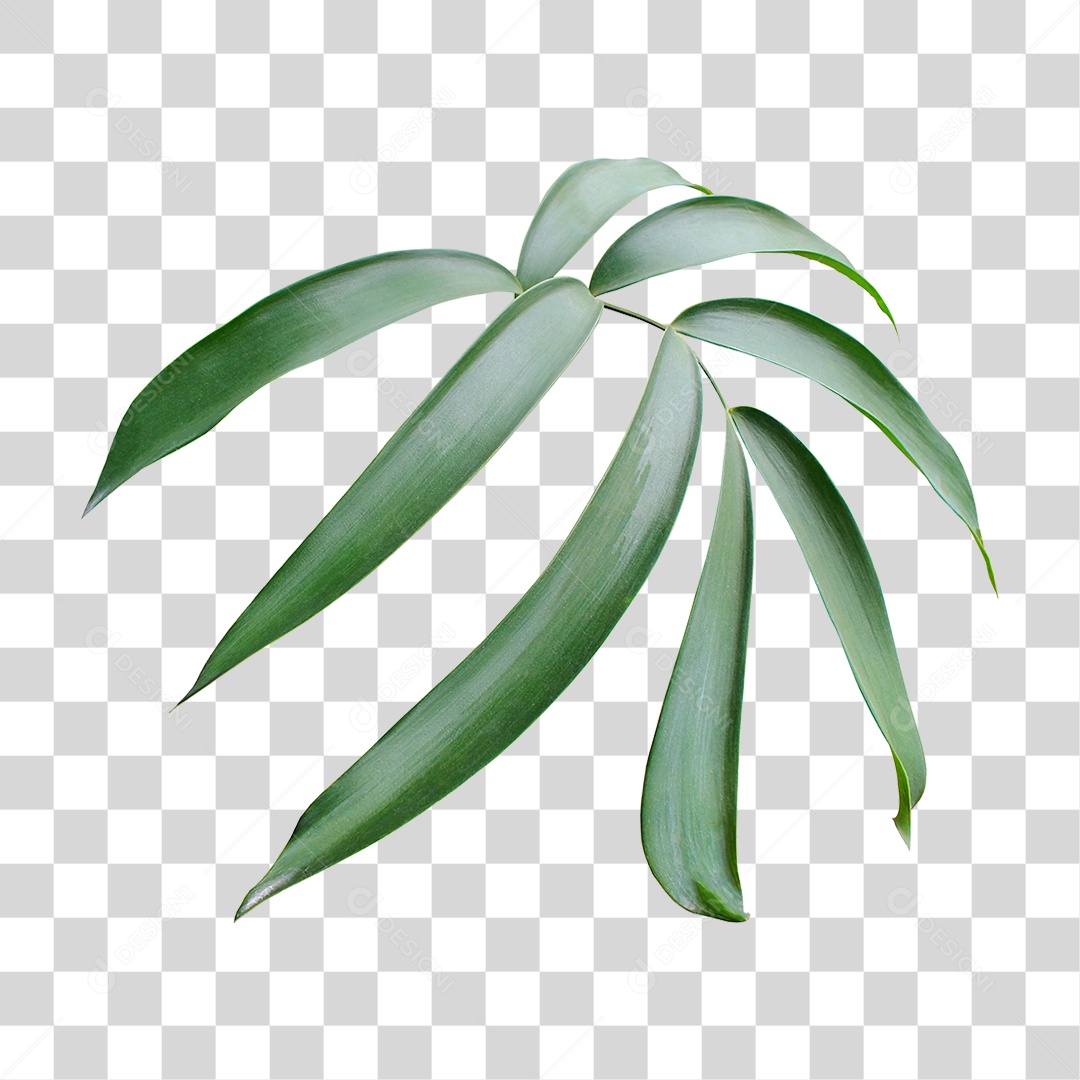 Planta Verde PNG Transparente