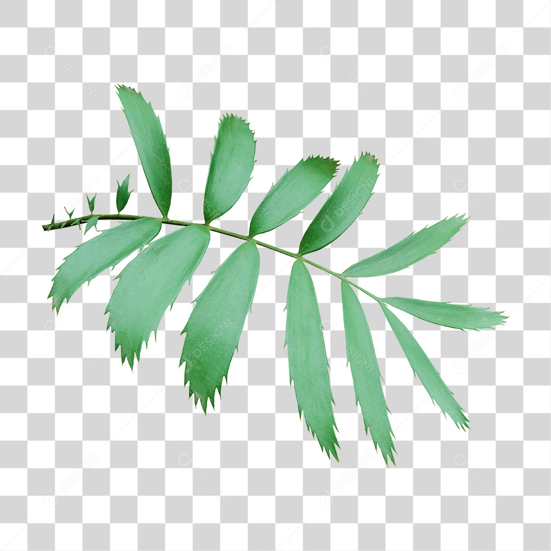 Planta Verde PNG Transparente