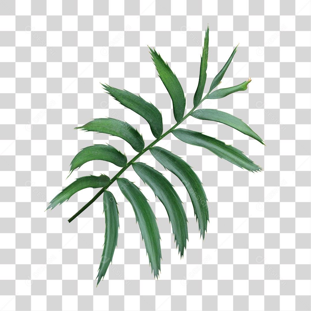 Planta Verde PNG Transparente