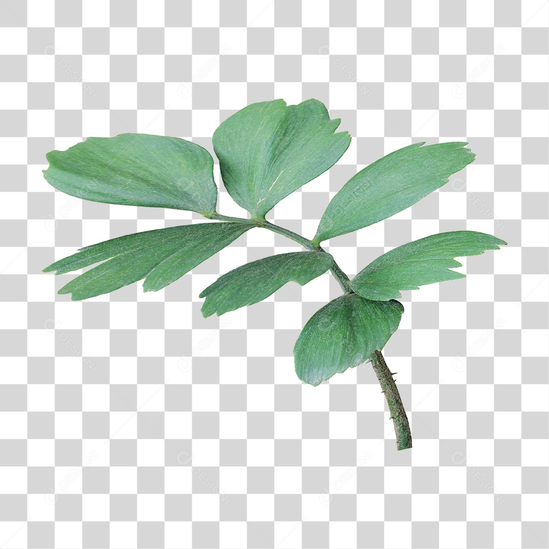 Planta Verde PNG Transparente