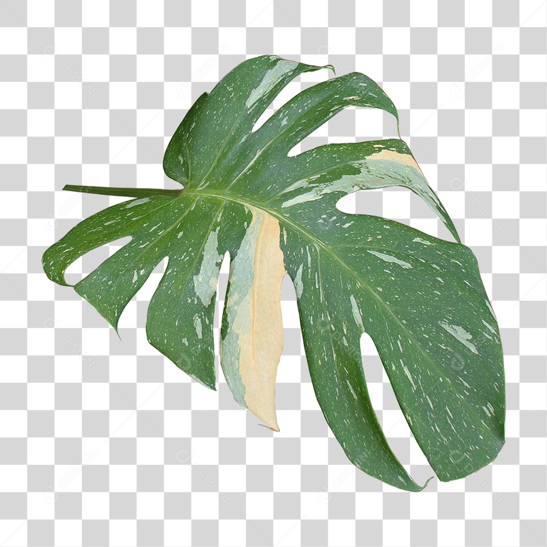 Planta Verde PNG Transparente