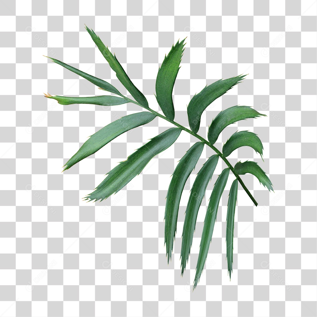 Planta Verde PNG Transparente