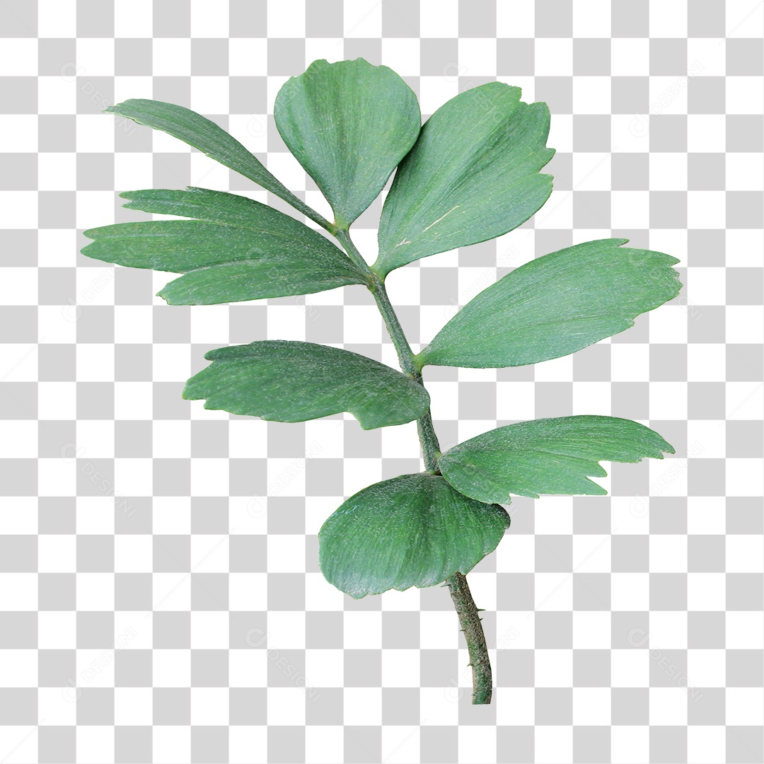 Planta Verde PNG Transparente