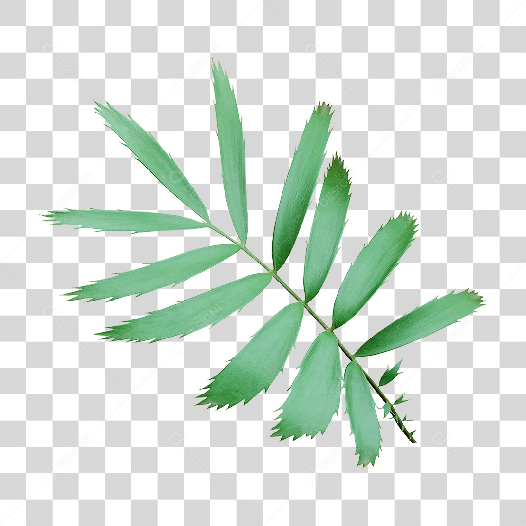 Planta Verde PNG Transparente