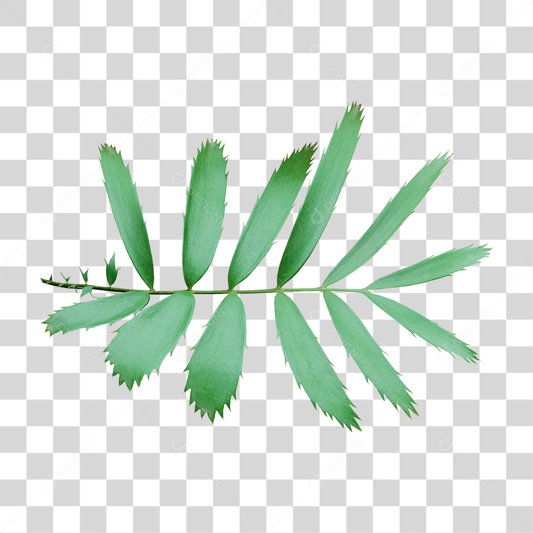 Planta Verde PNG Transparente