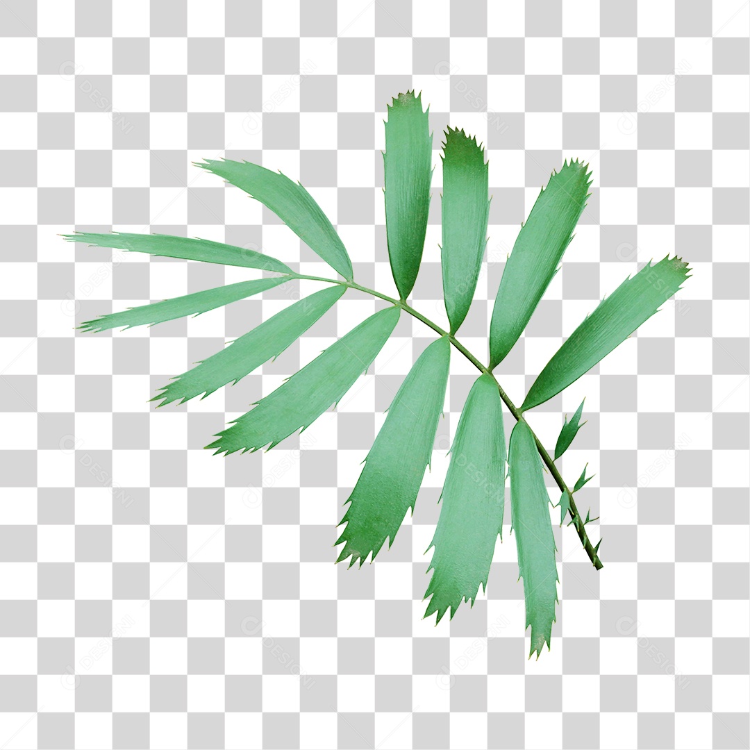 Planta Verde PNG Transparente