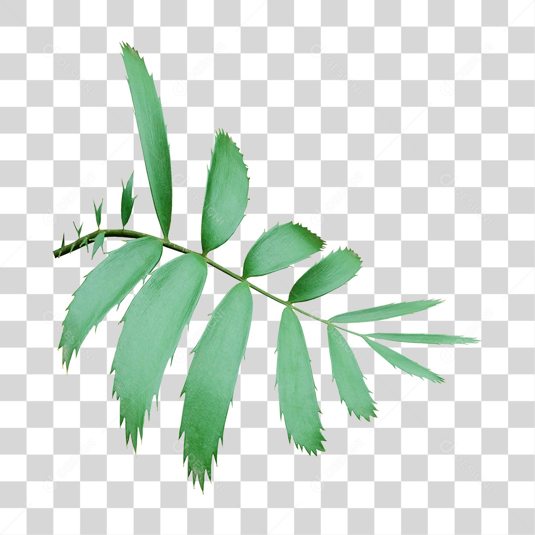 Planta Verde PNG Transparente