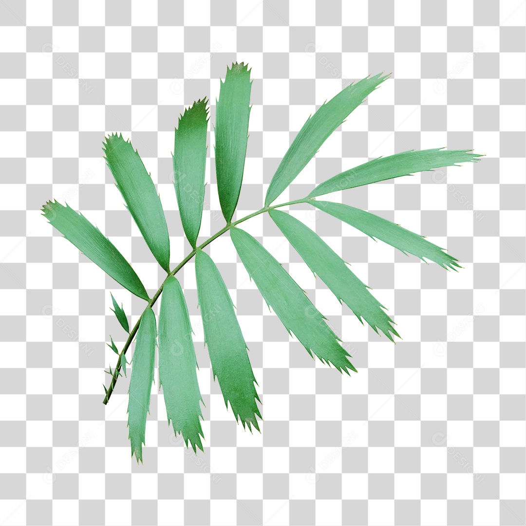 Planta Verde PNG Transparente