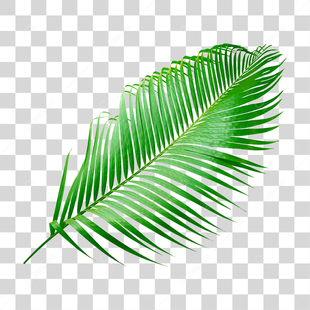 Planta Verde PNG Transparente