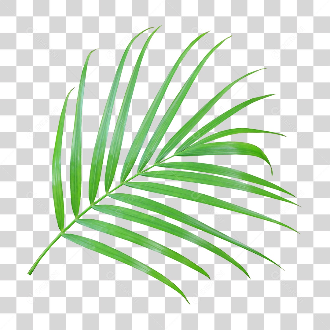 Planta Verde PNG Transparente