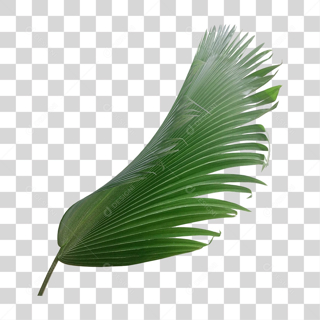 Planta Verde PNG Transparente