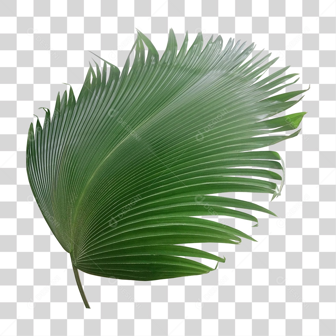 Planta Verde PNG Transparente
