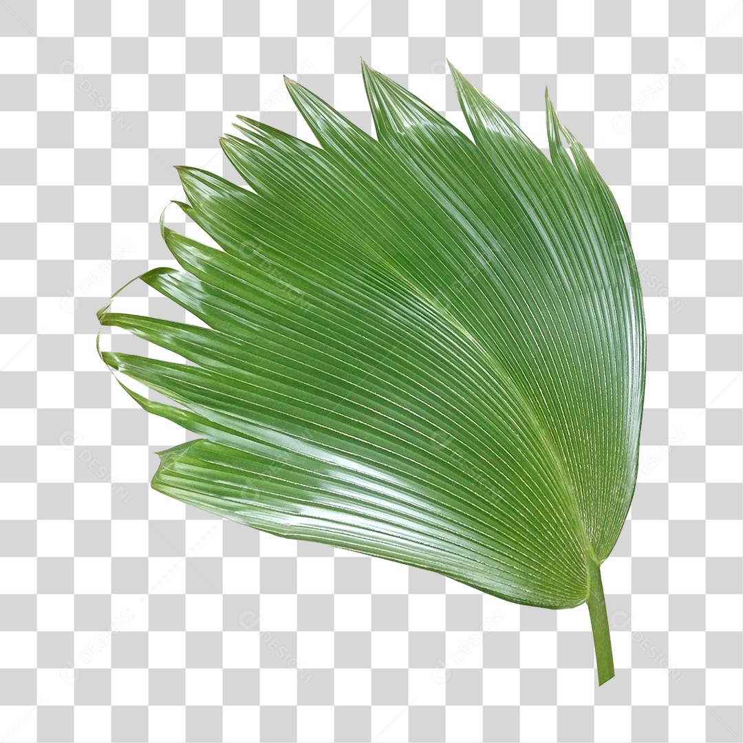 Planta Verde PNG Transparente