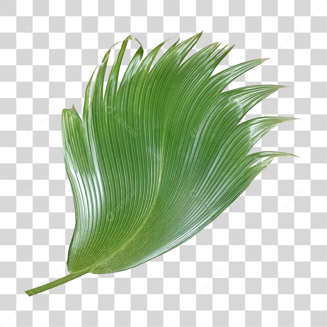 Planta Verde PNG Transparente