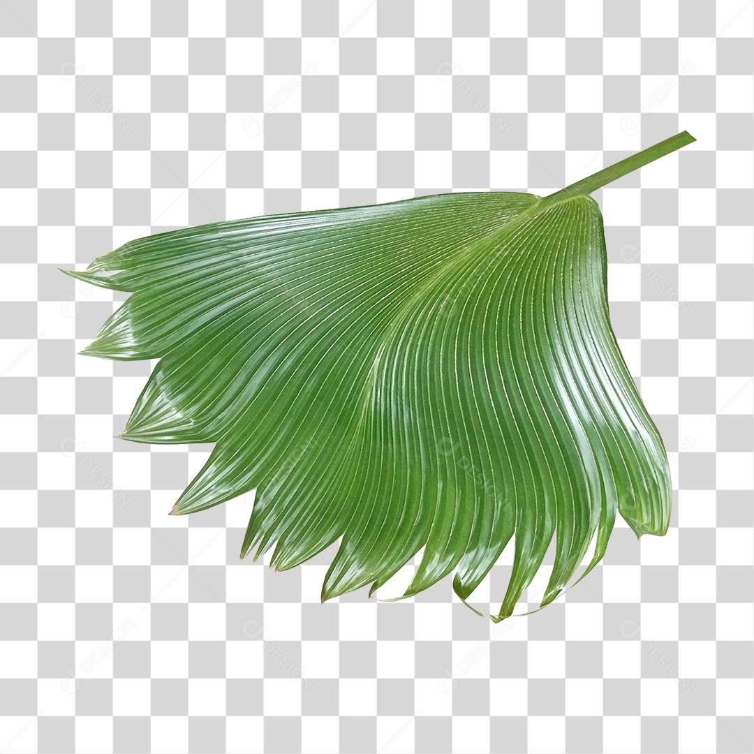 Planta Verde PNG Transparente