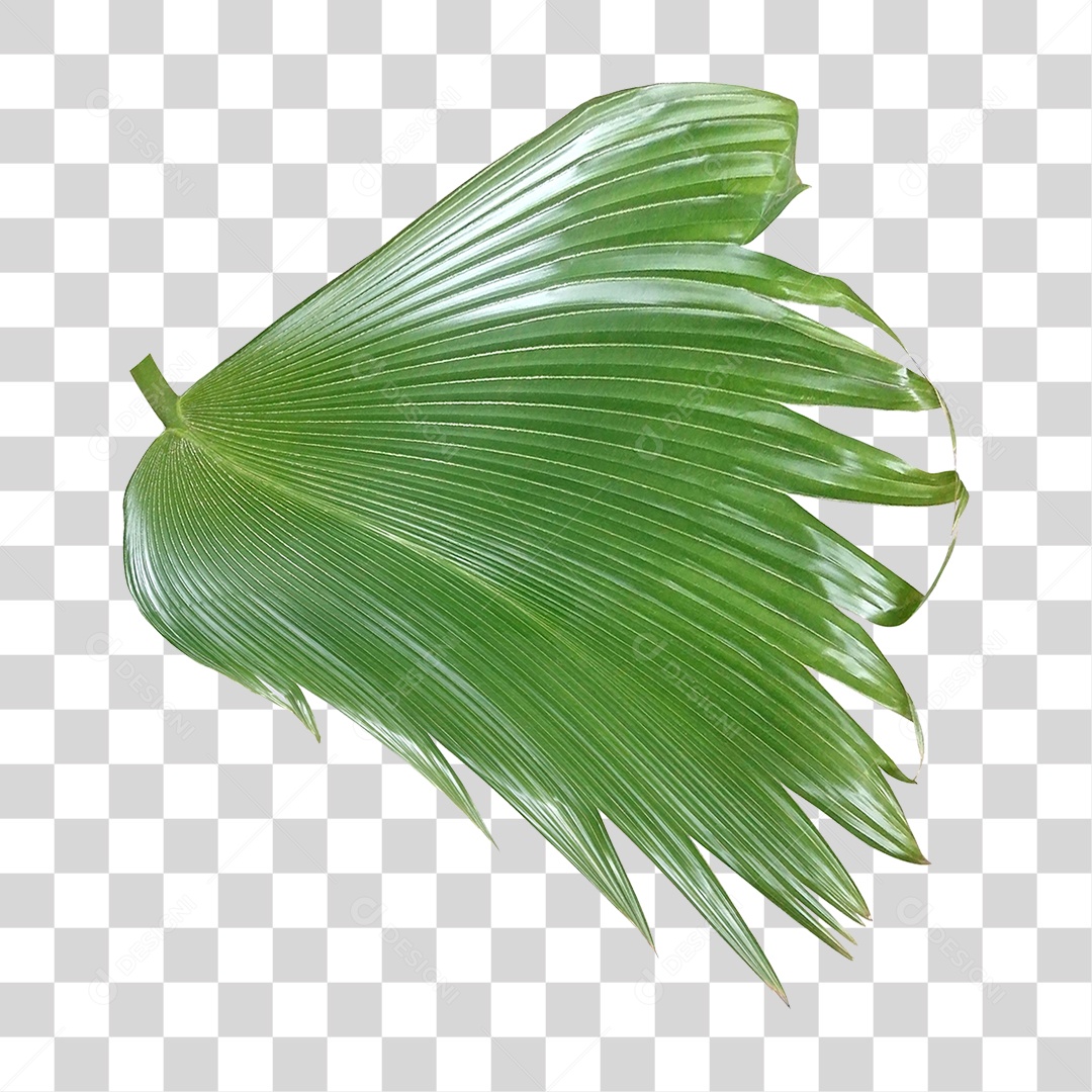 Planta Verde PNG Transparente