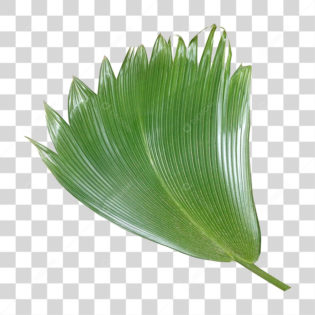 Planta Verde PNG Transparente