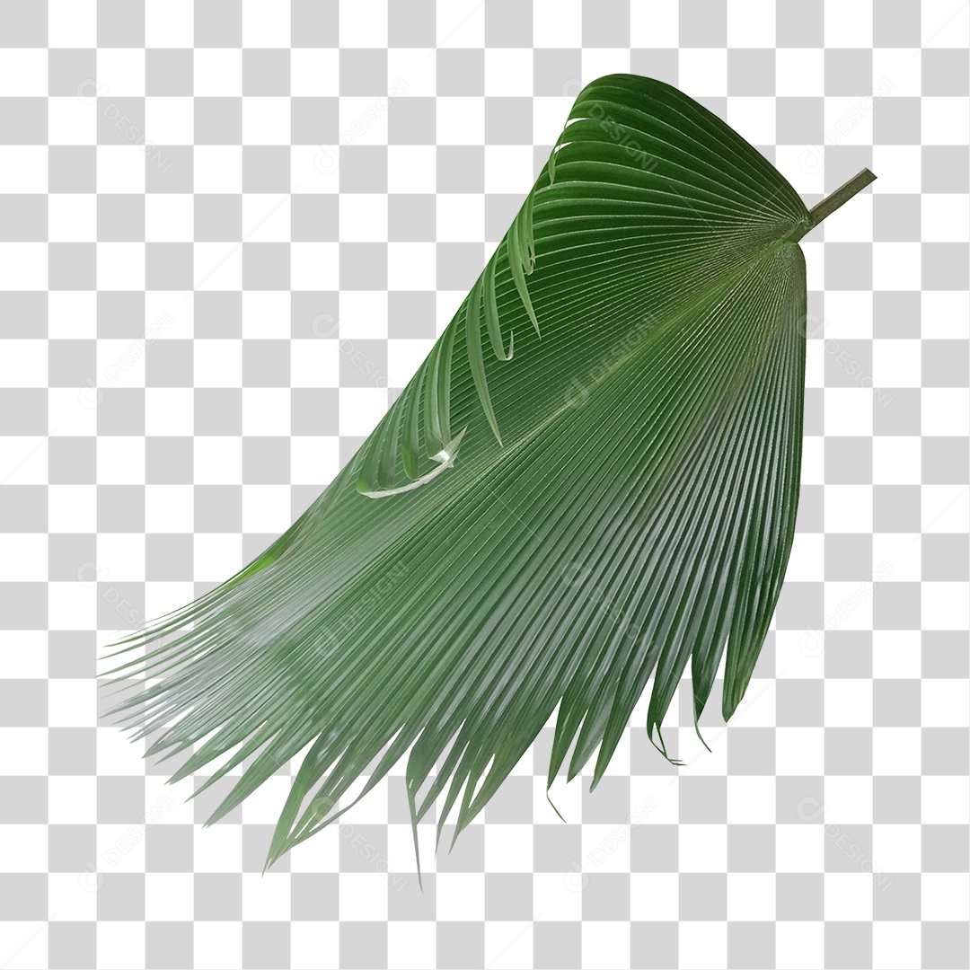 Planta Verde PNG Transparente