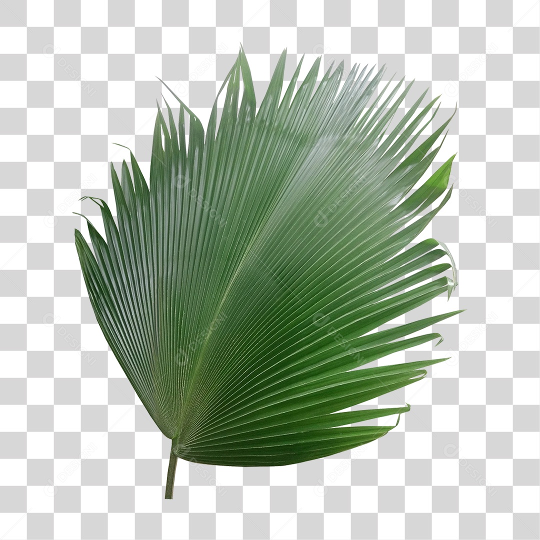 Planta Verde PNG Transparente
