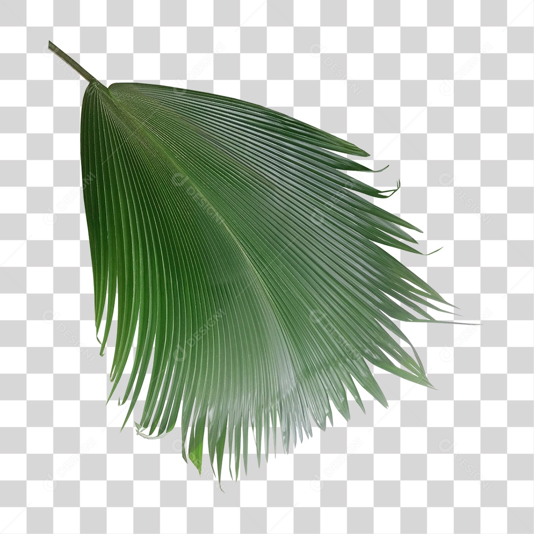 Planta Verde PNG Transparente