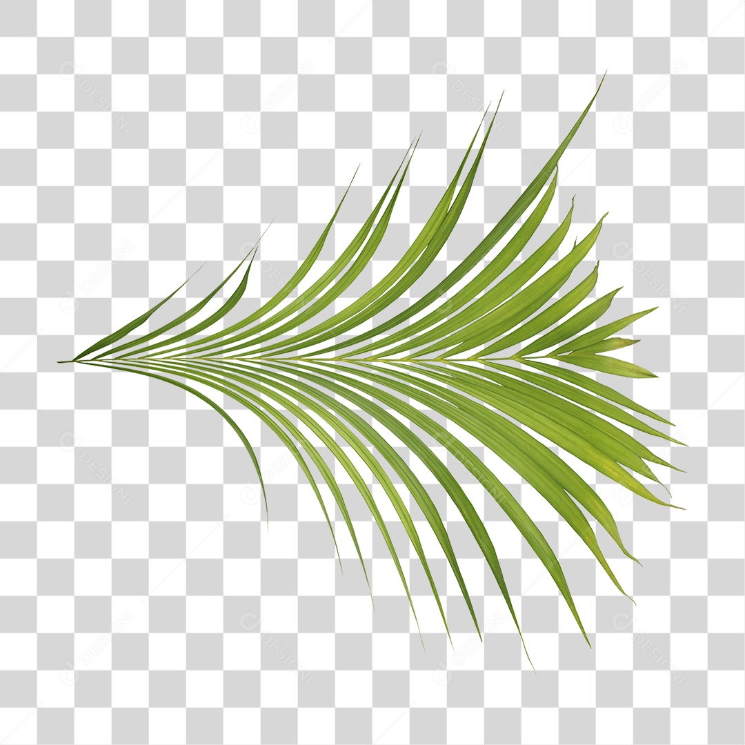 Planta Verde PNG Transparente