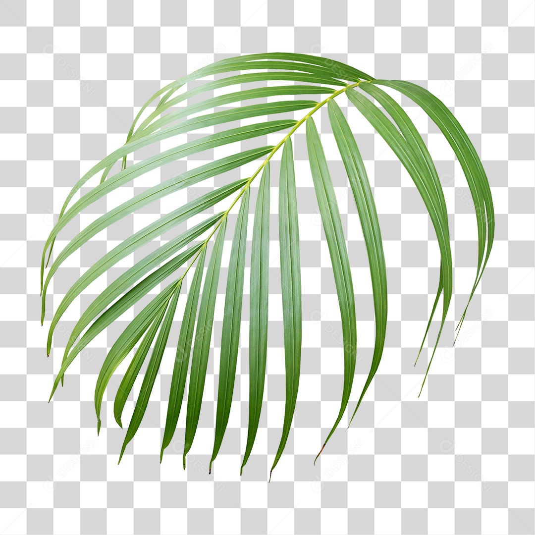 Planta Verde PNG Transparente
