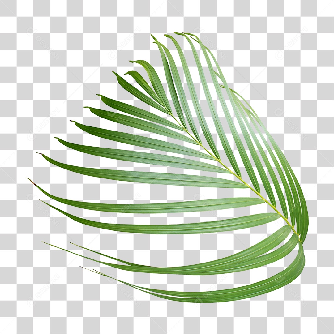 Planta Verde PNG Transparente