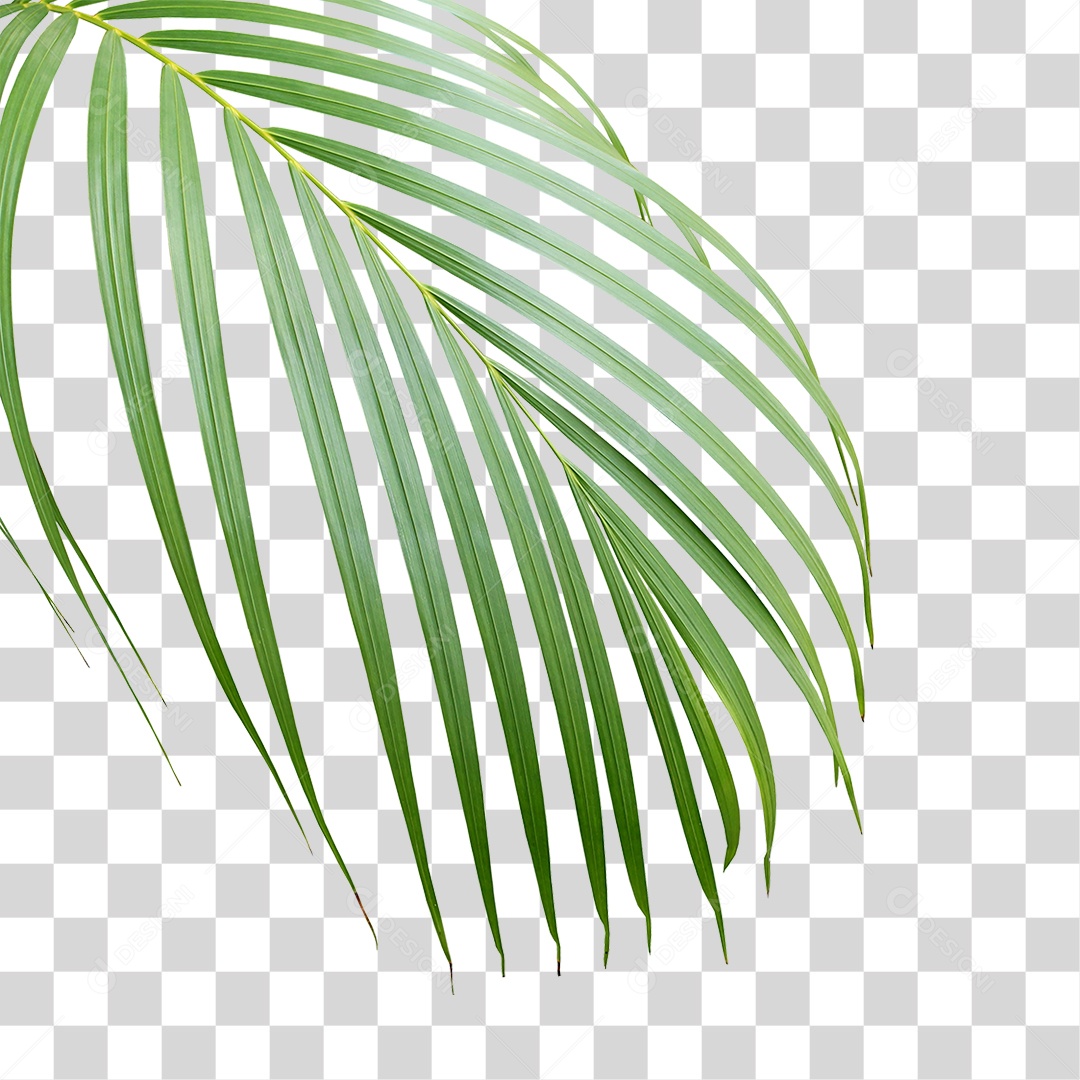 Planta Verde PNG Transparente