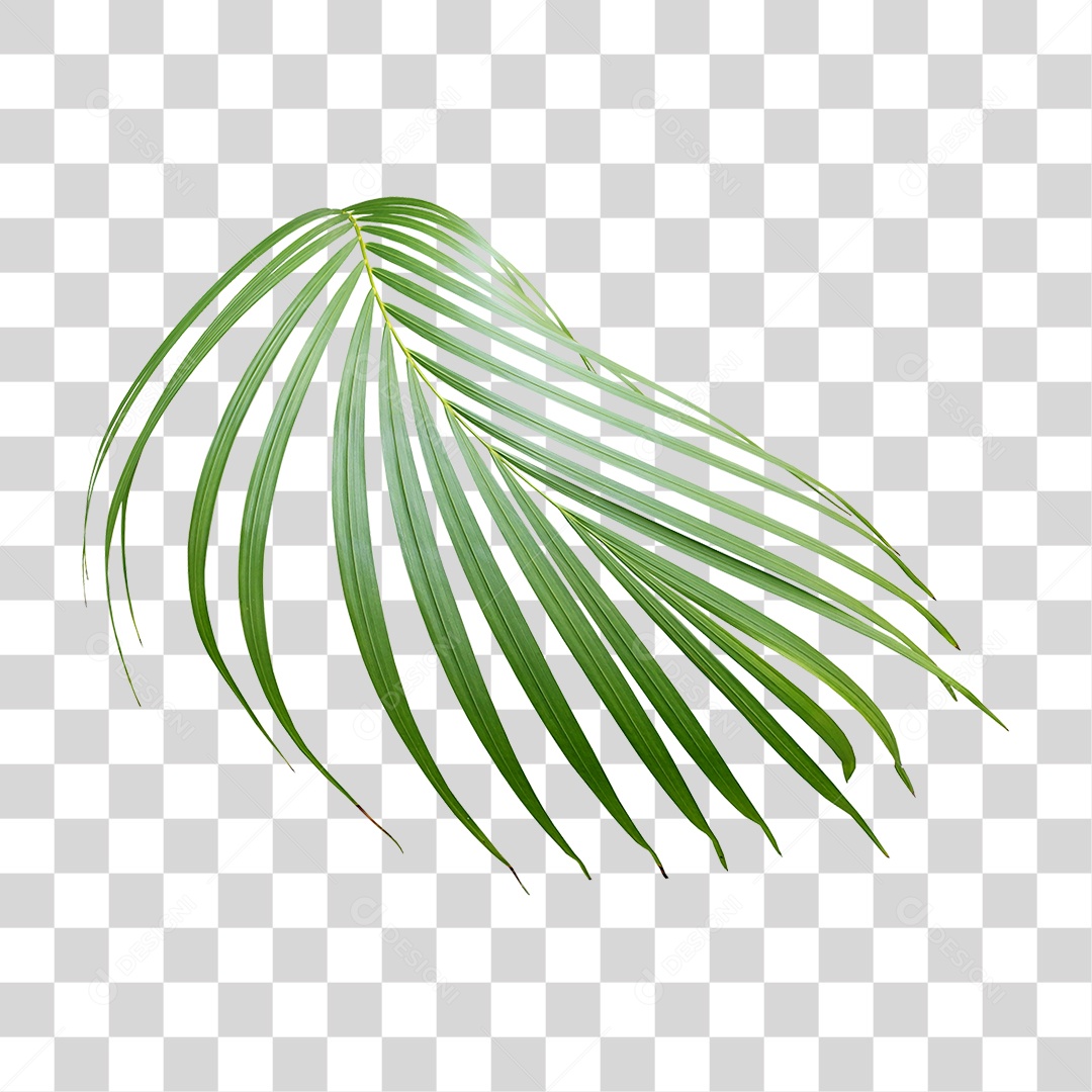 Planta Verde PNG Transparente