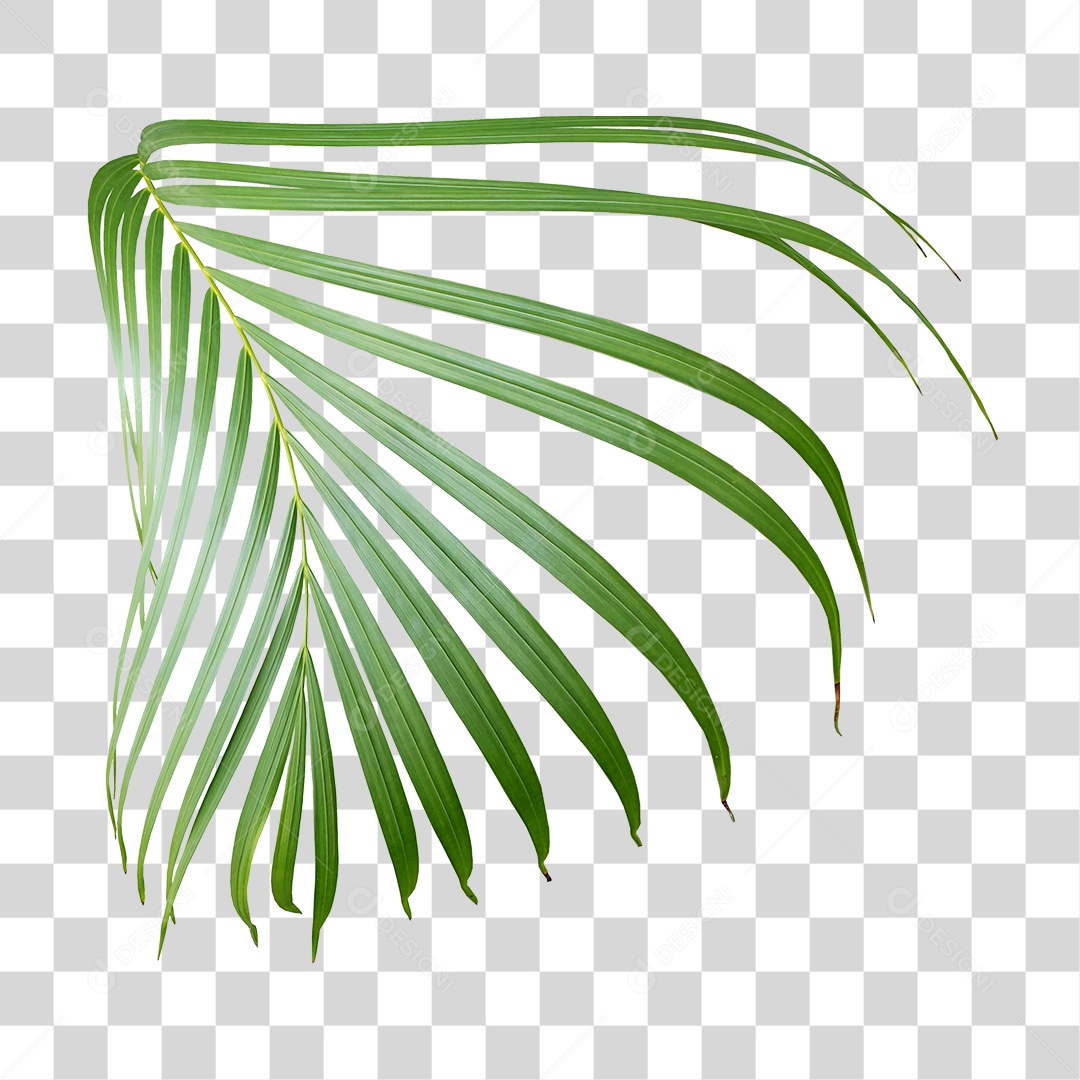 Planta Verde PNG Transparente