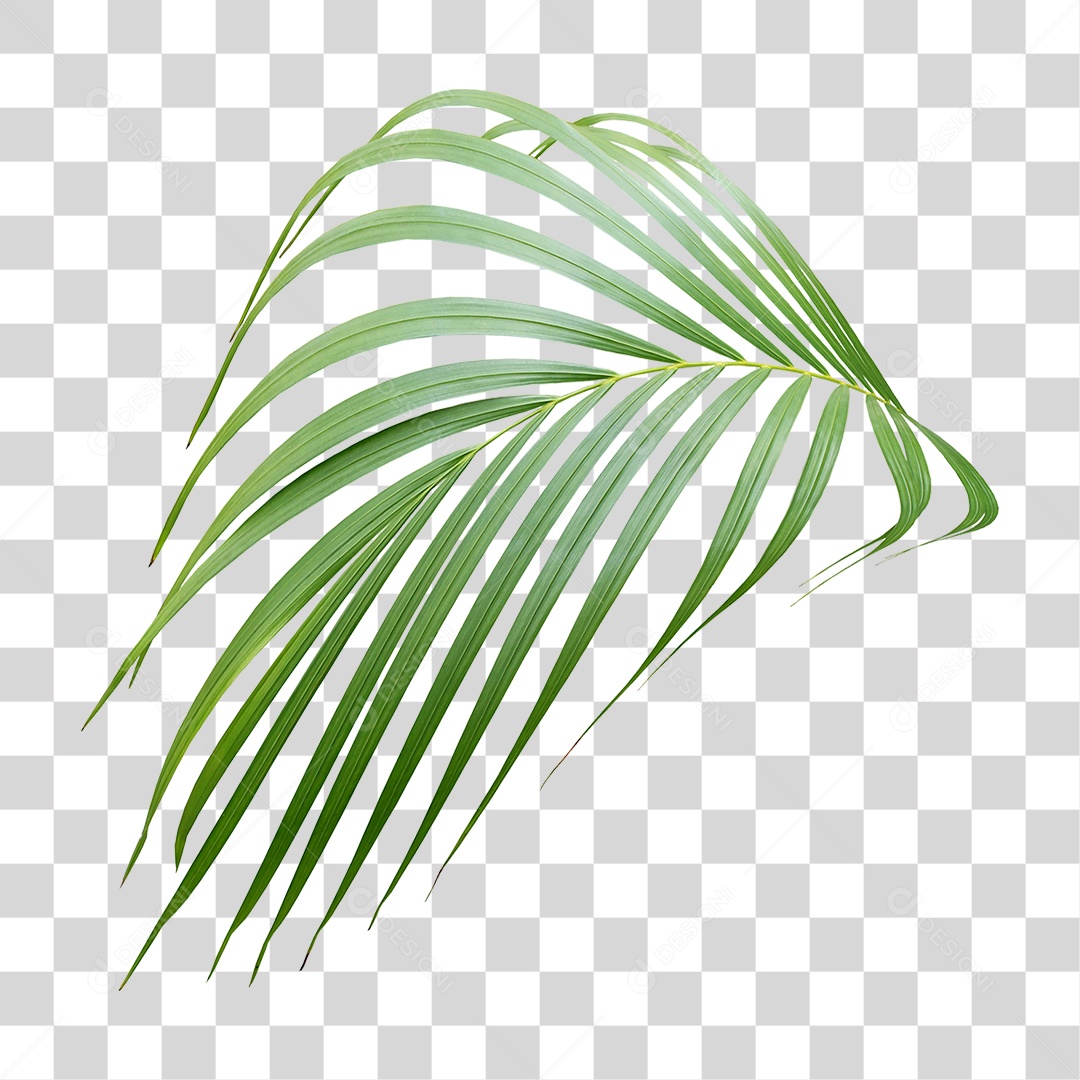 Planta Verde PNG Transparente