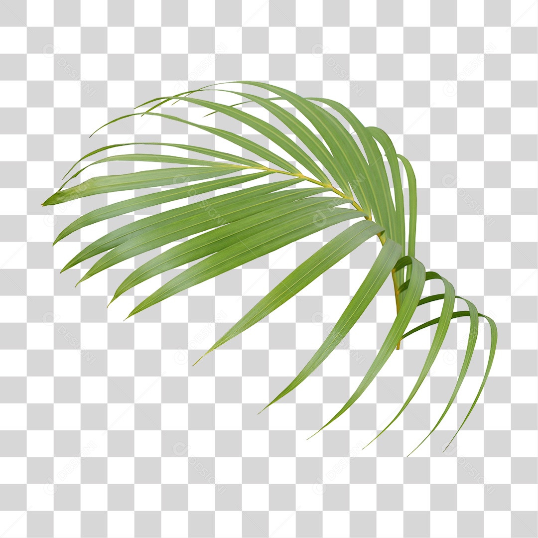 Planta Verde PNG Transparente
