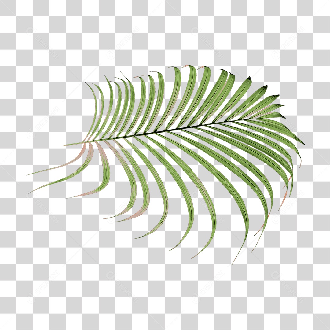 Planta Verde PNG Transparente