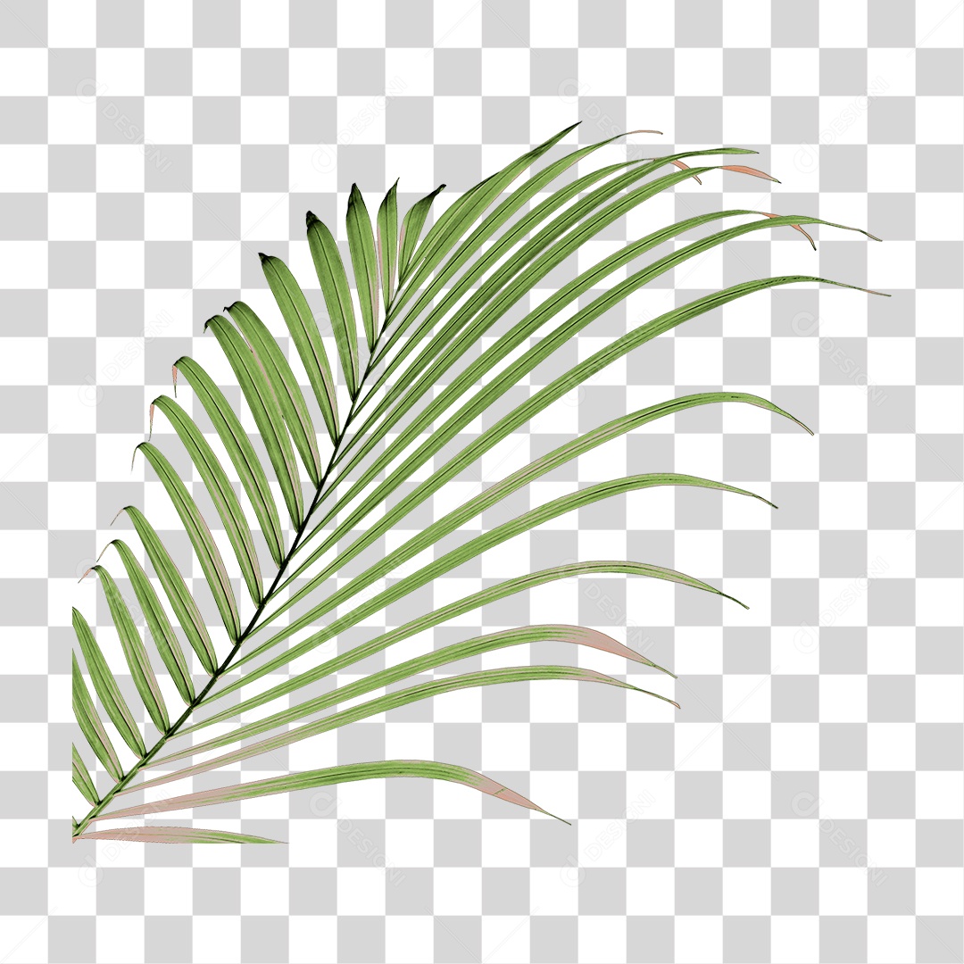 Planta Verde PNG Transparente
