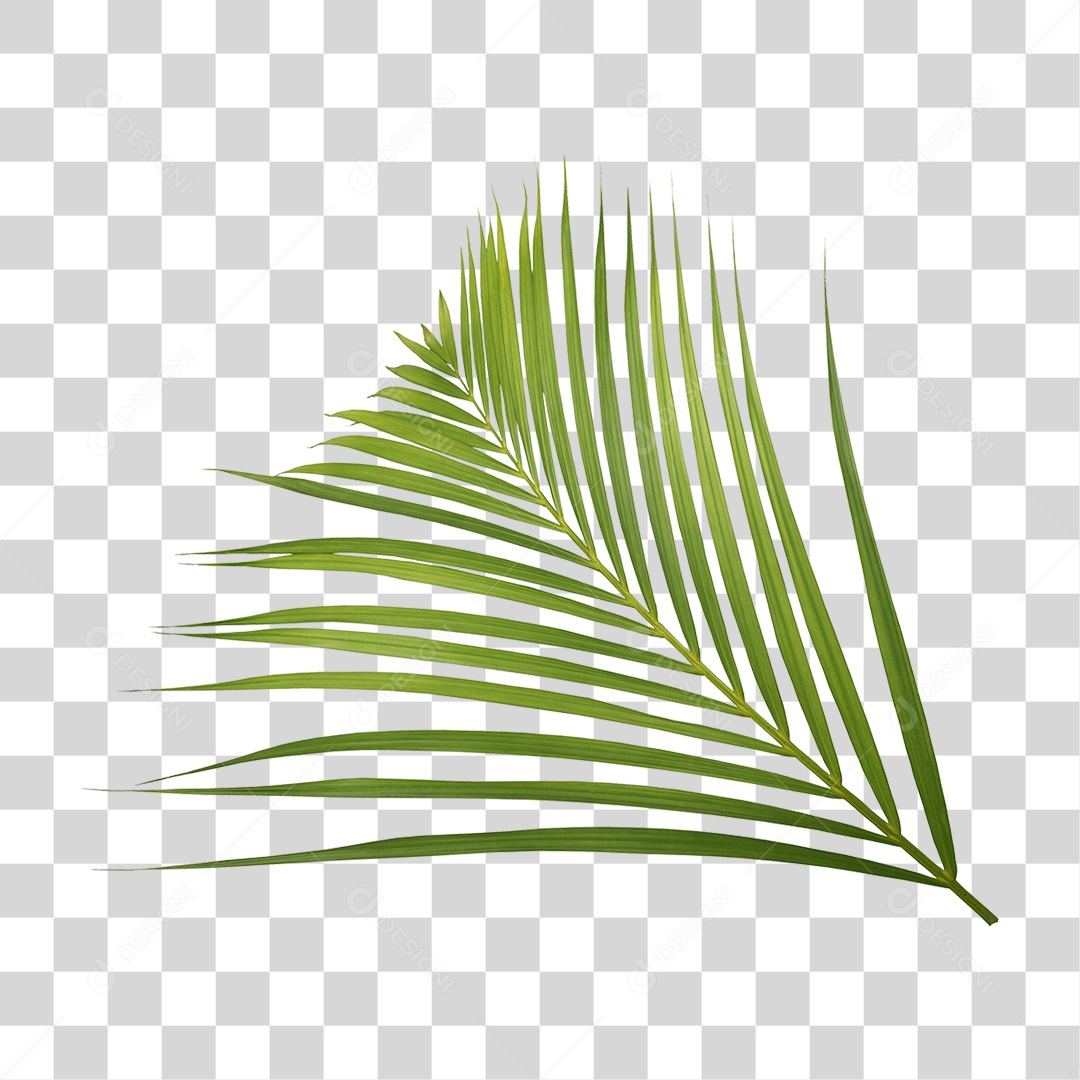 Planta Verde PNG Transparente