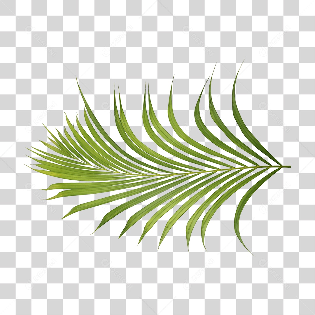 Planta Verde PNG Transparente
