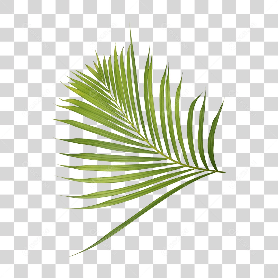 Planta Verde PNG Transparente