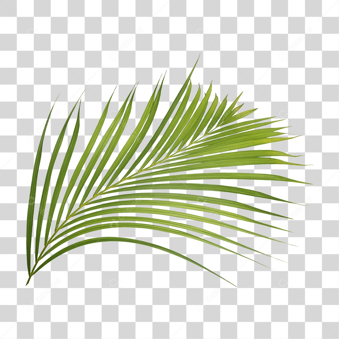 Planta Verde PNG Transparente