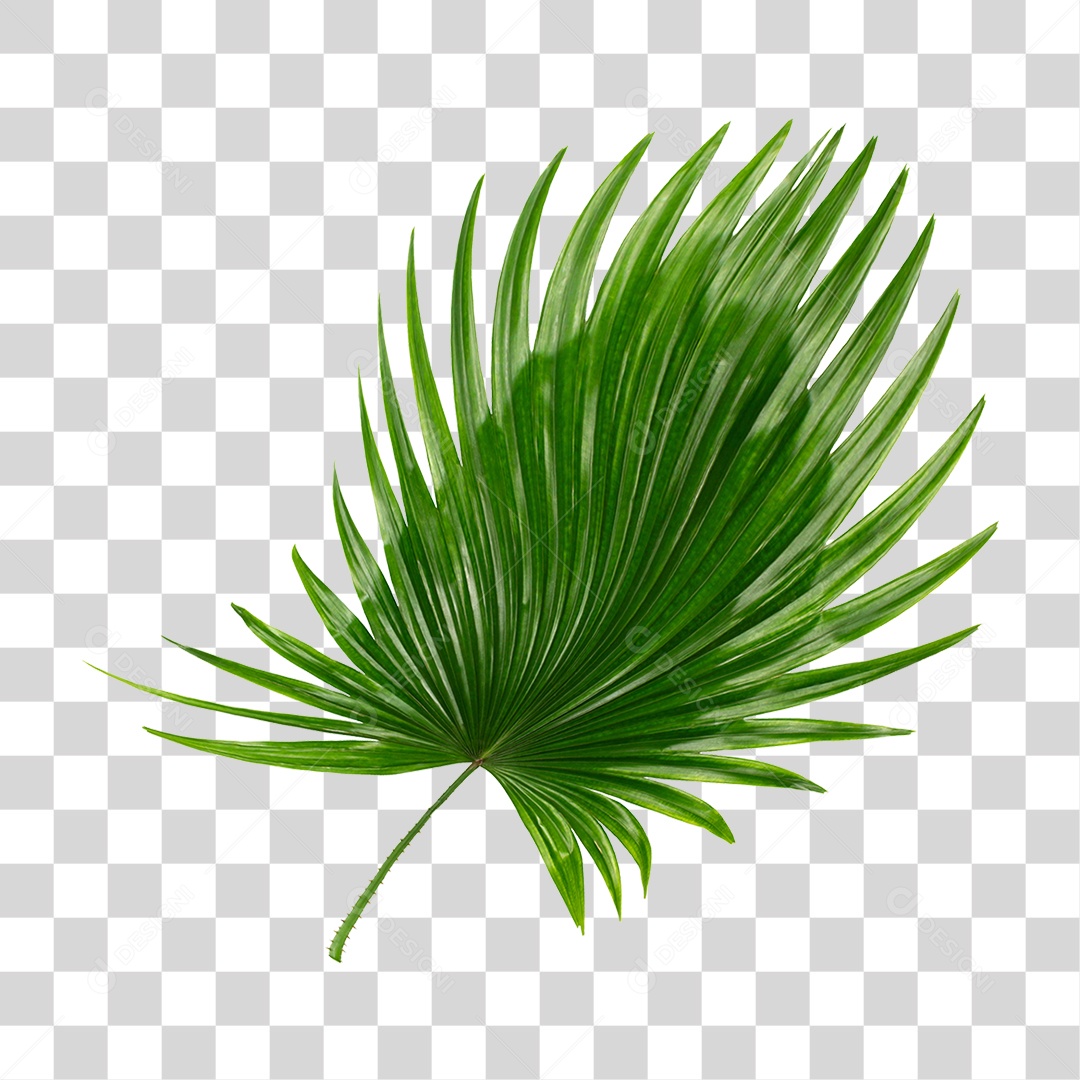 Planta Verde PNG Transparente