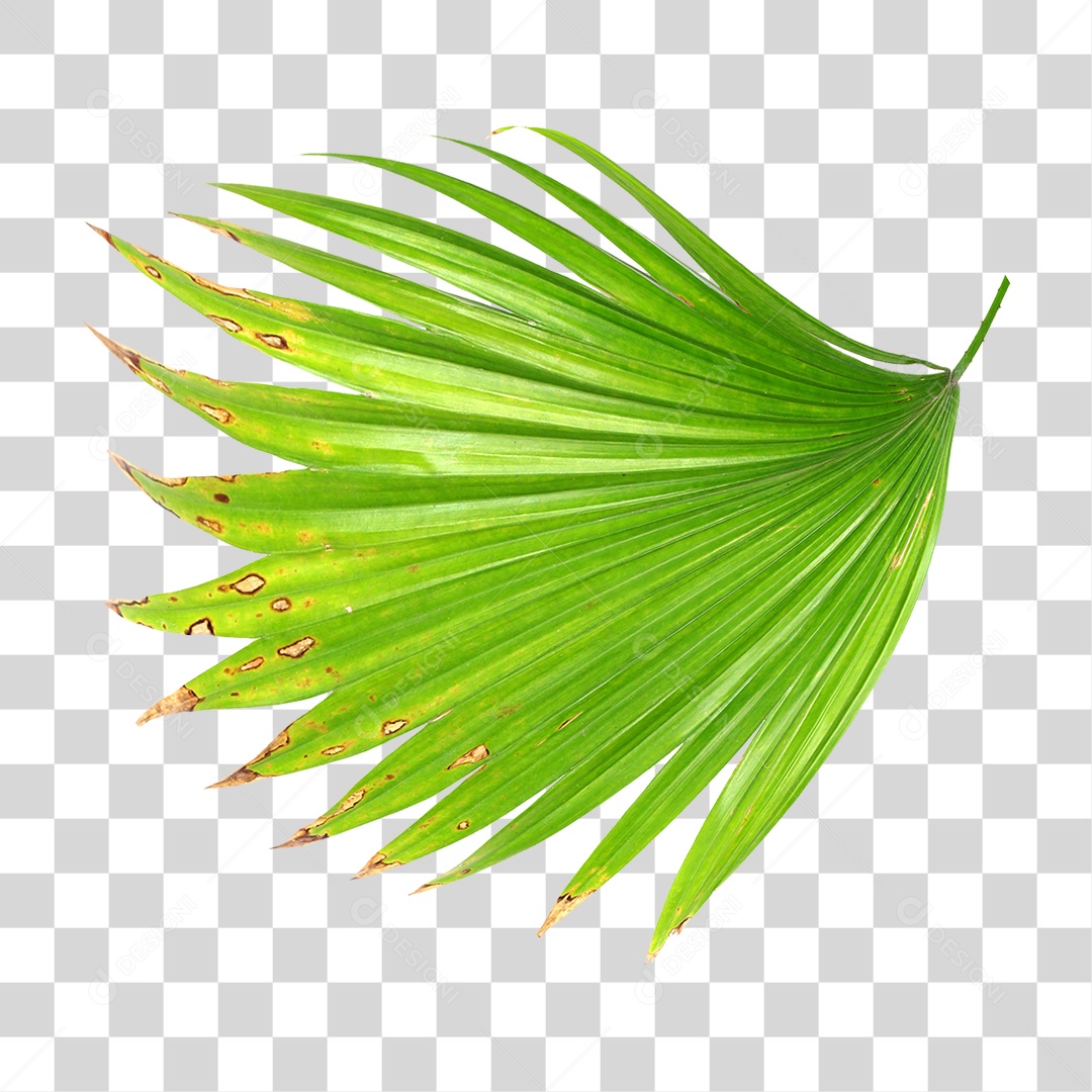 Planta Verde PNG Transparente