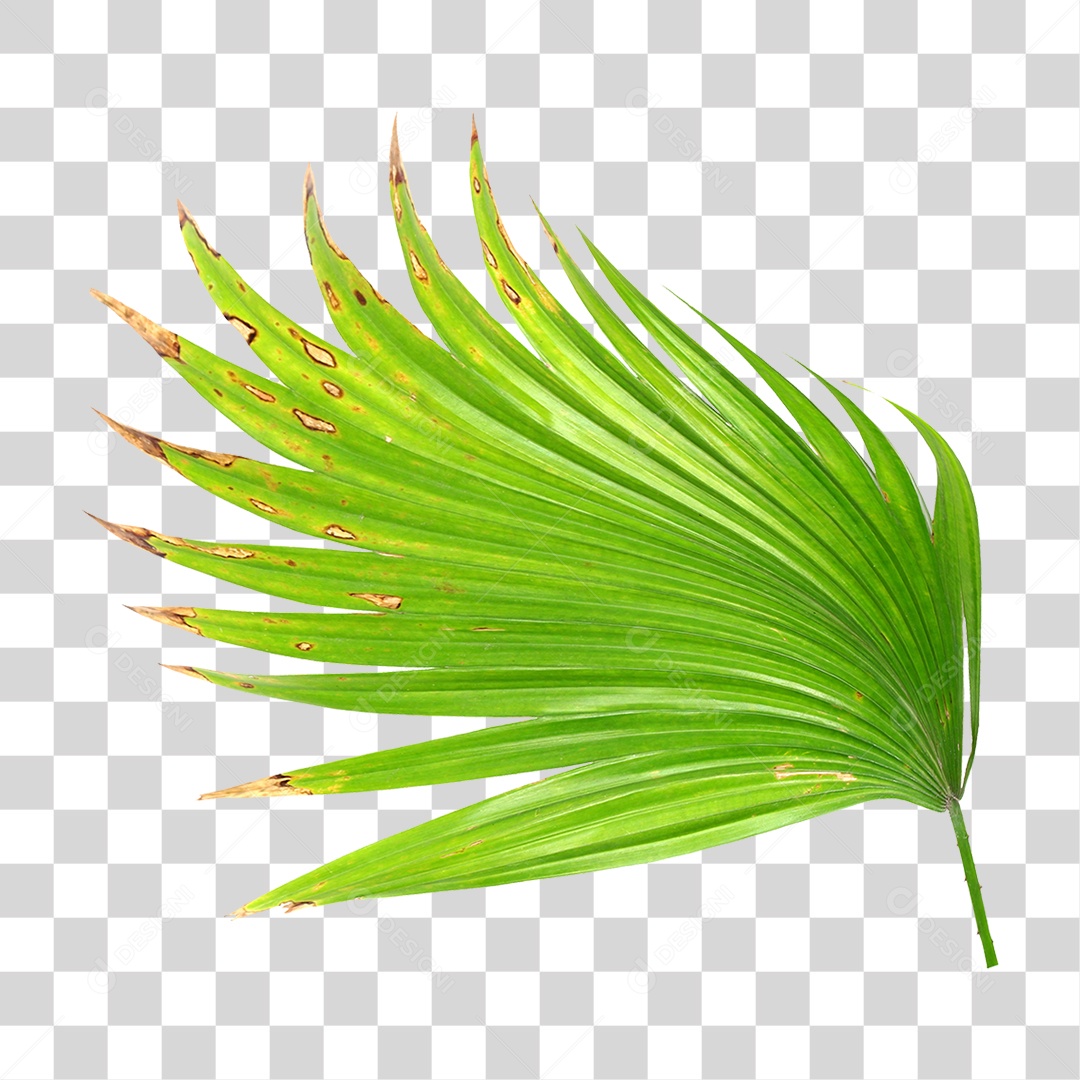 Planta Verde PNG Transparente