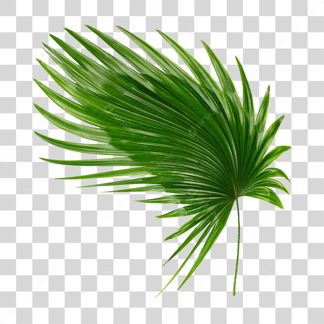 Planta Verde PNG Transparente