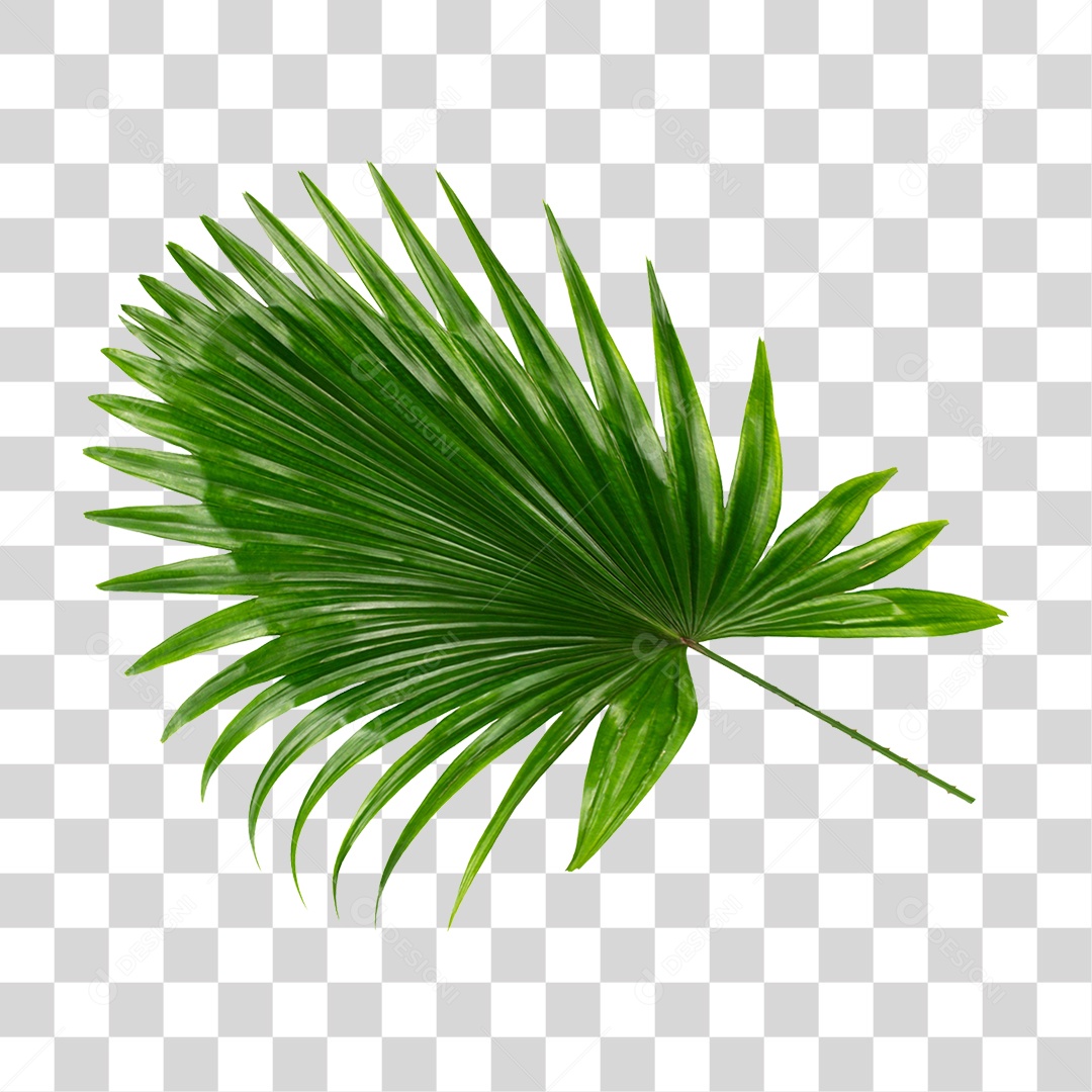 Planta Verde PNG Transparente