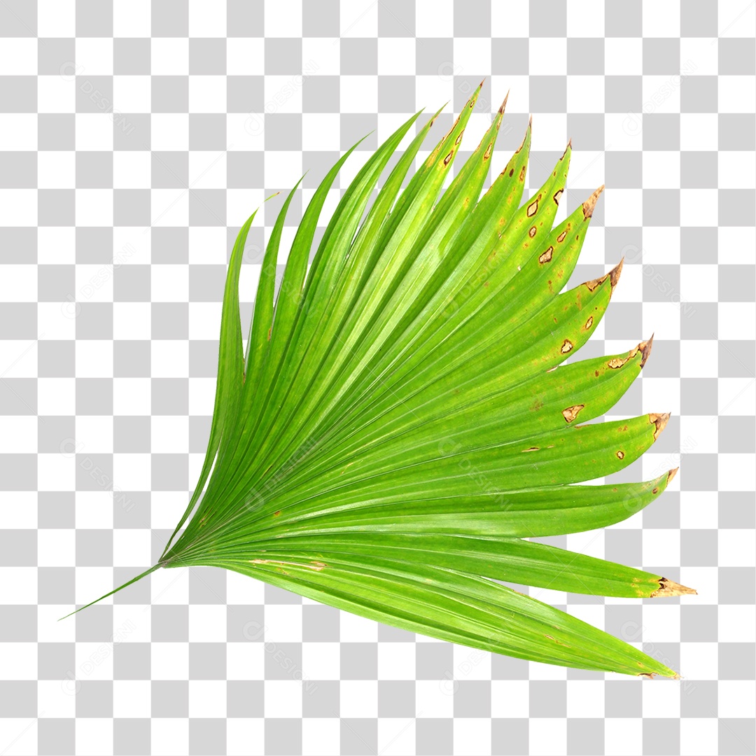 Planta Verde PNG Transparente