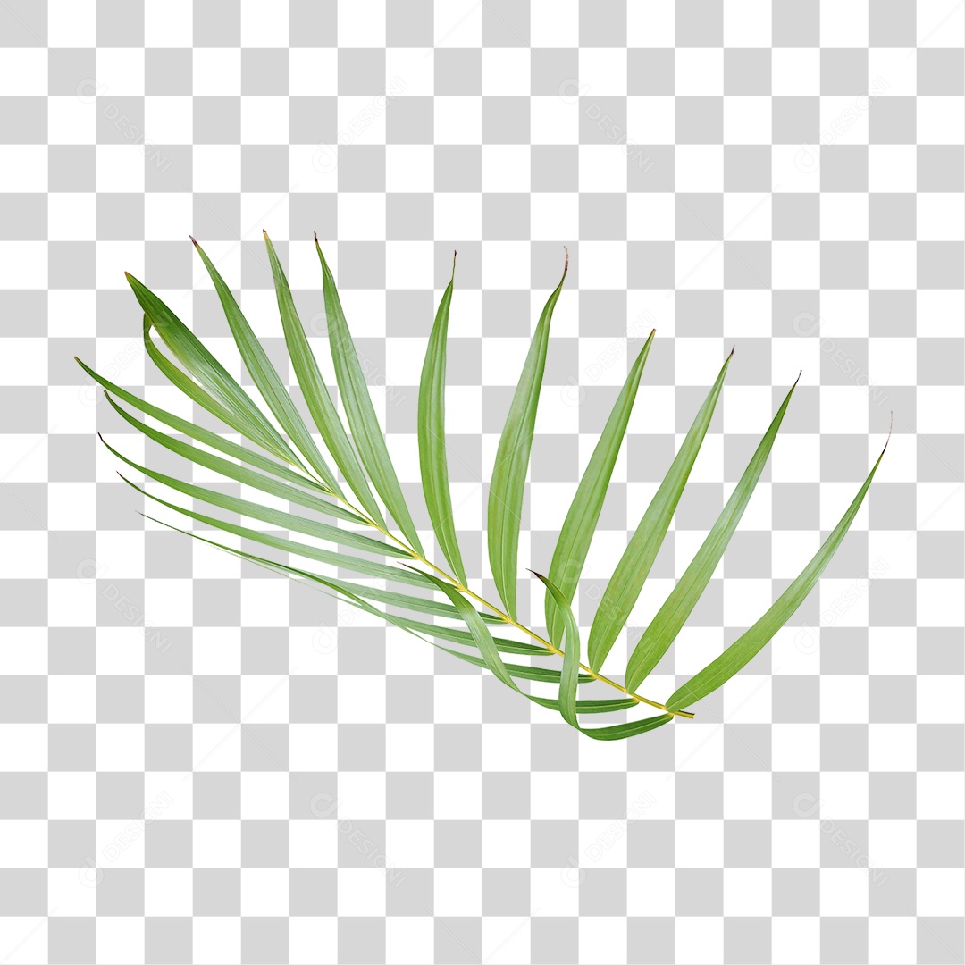 Planta Verde PNG Transparente