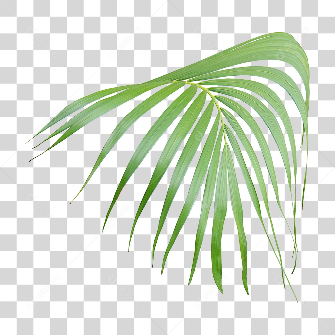 Planta Verde PNG Transparente